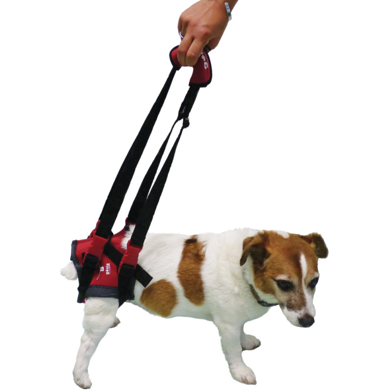 HANDY CANIS TRASEROS